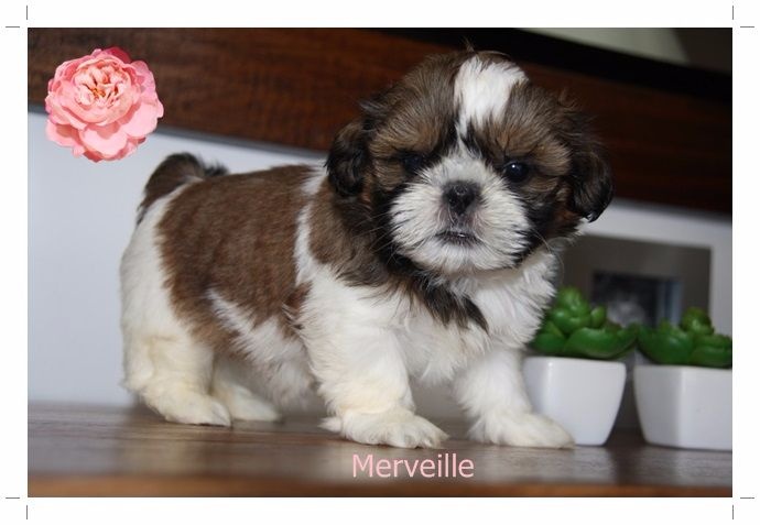 of Kieu Temple - Shih Tzu - Portée née le 09/01/2016