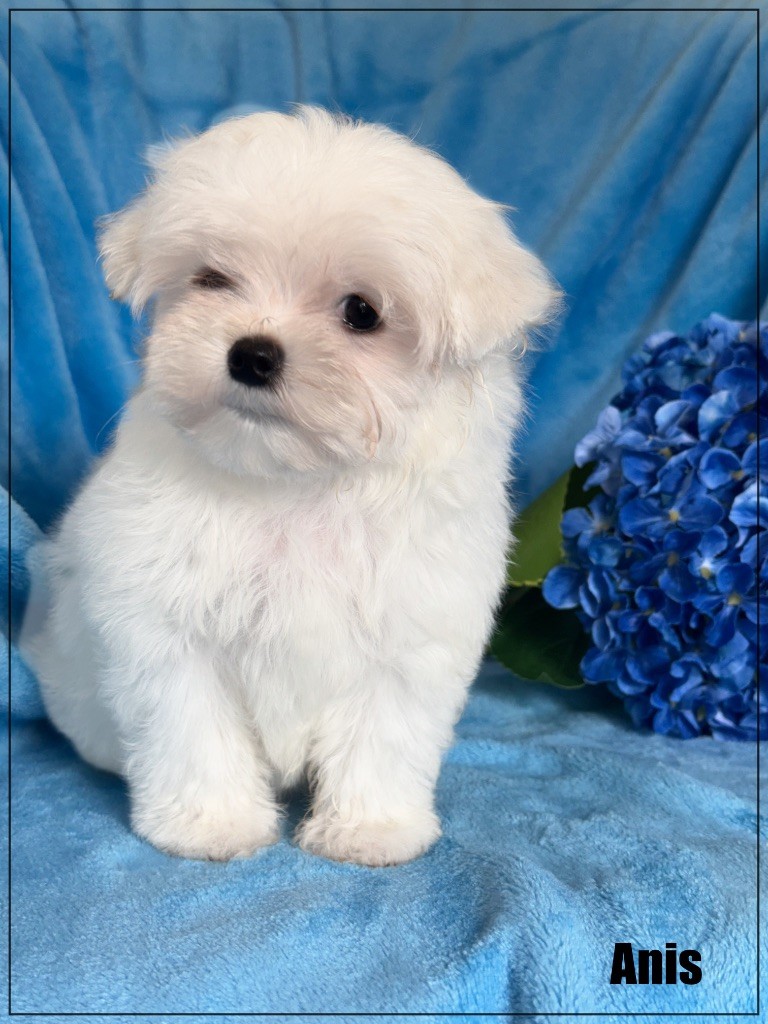 of Kieu Temple - Chiots disponibles - Bichon maltais