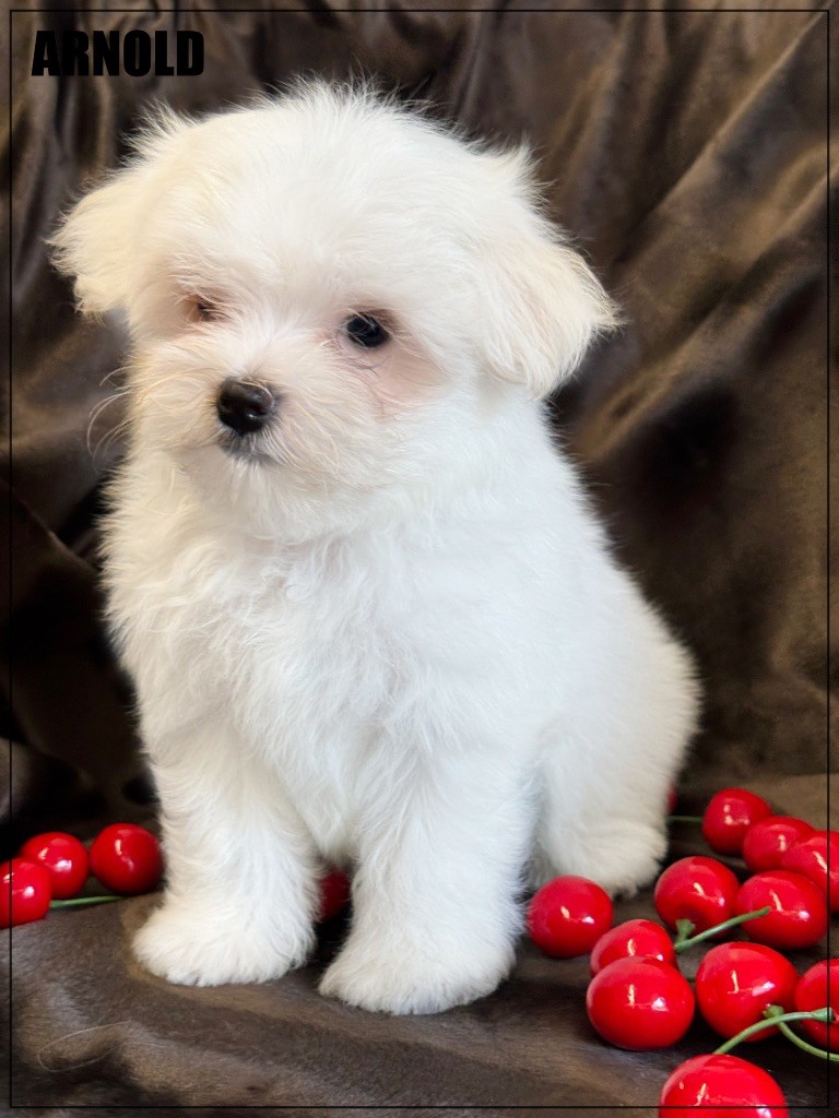 of Kieu Temple - Chiots disponibles - Bichon maltais