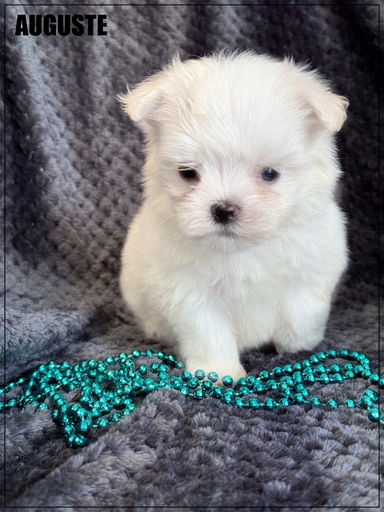 of Kieu Temple - Chiots disponibles - Bichon maltais