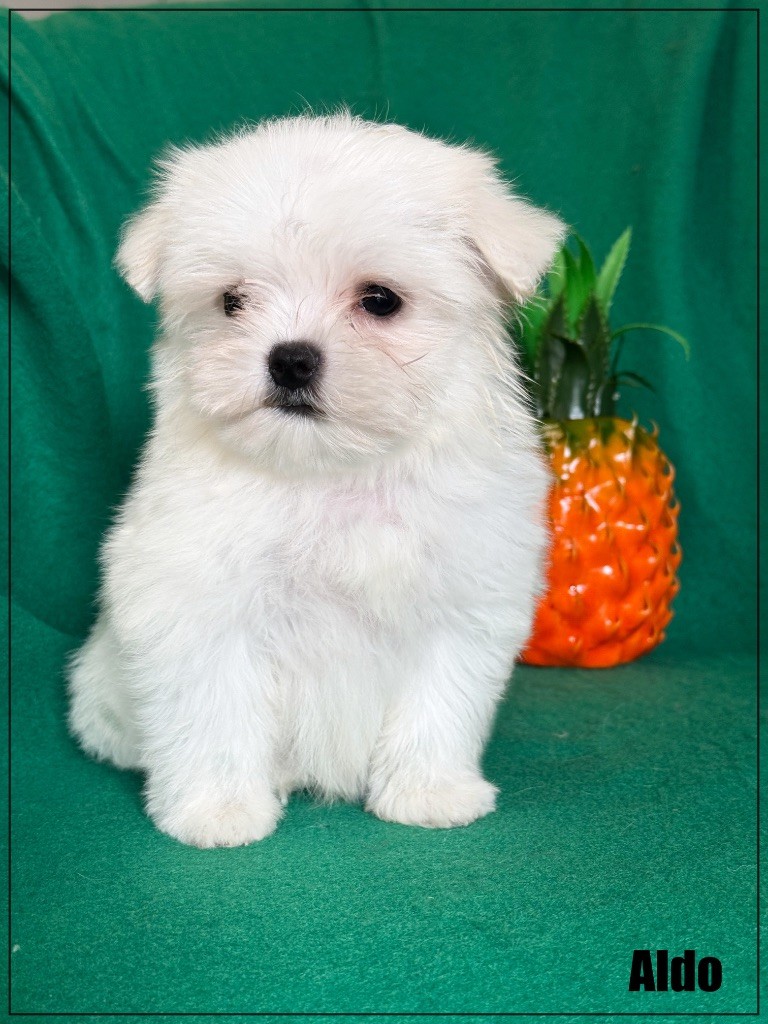 of Kieu Temple - Chiots disponibles - Bichon maltais