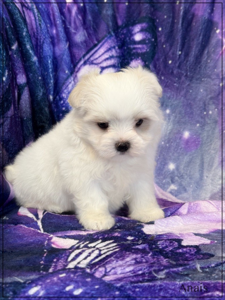 of Kieu Temple - Chiots disponibles - Bichon maltais