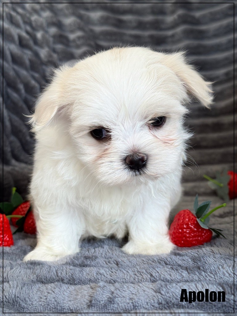 of Kieu Temple - Chiots disponibles - Bichon maltais