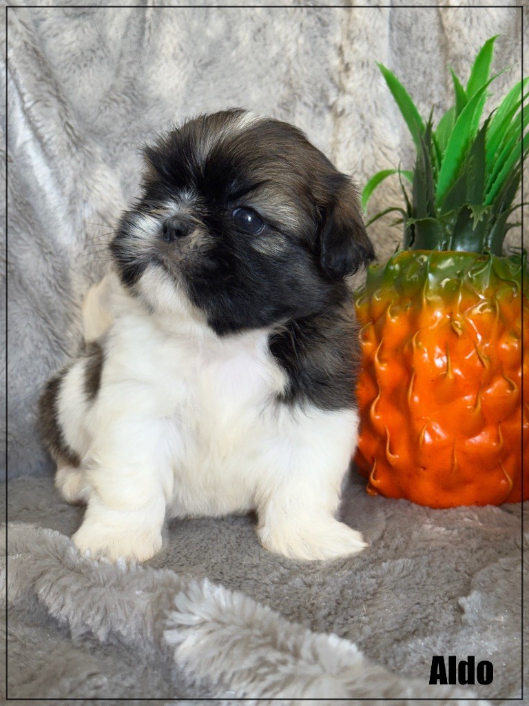 of Kieu Temple - Chiots disponibles - Shih Tzu