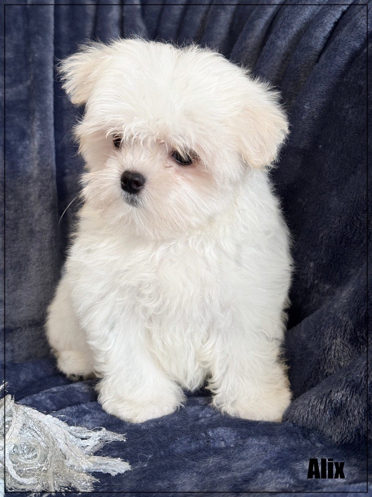 of Kieu Temple - Chiots disponibles - Bichon maltais