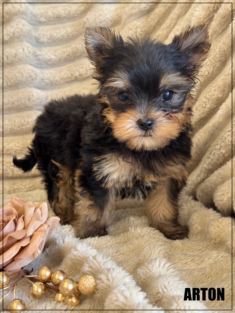 of Kieu Temple - Chiots disponibles - Yorkshire Terrier