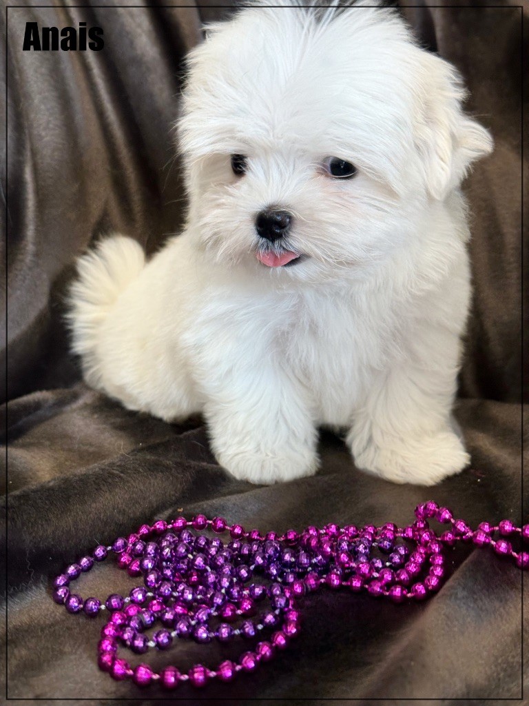 of Kieu Temple - Chiots disponibles - Bichon maltais