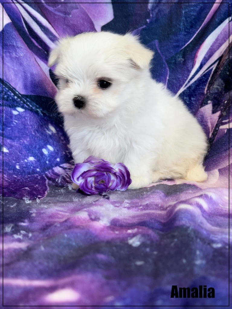 of Kieu Temple - Chiots disponibles - Bichon maltais