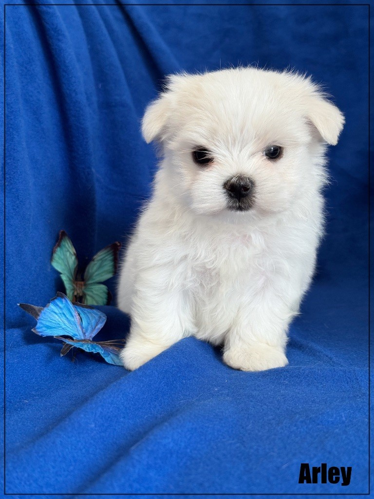 of Kieu Temple - Chiots disponibles - Bichon maltais