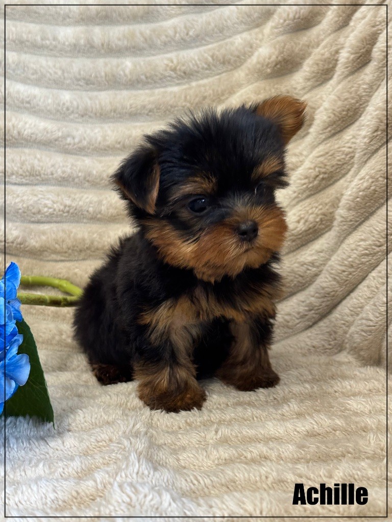 of Kieu Temple - Chiots disponibles - Yorkshire Terrier