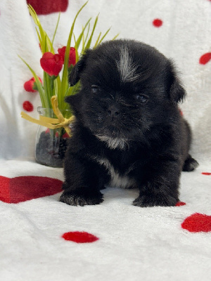 CHIOT 2