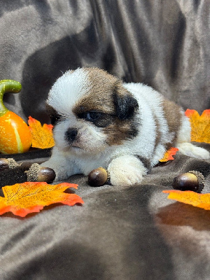 CHIOT 3