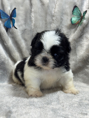 CHIOT 1