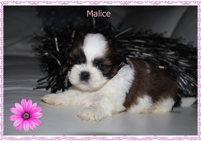 MALICE( MAYA)