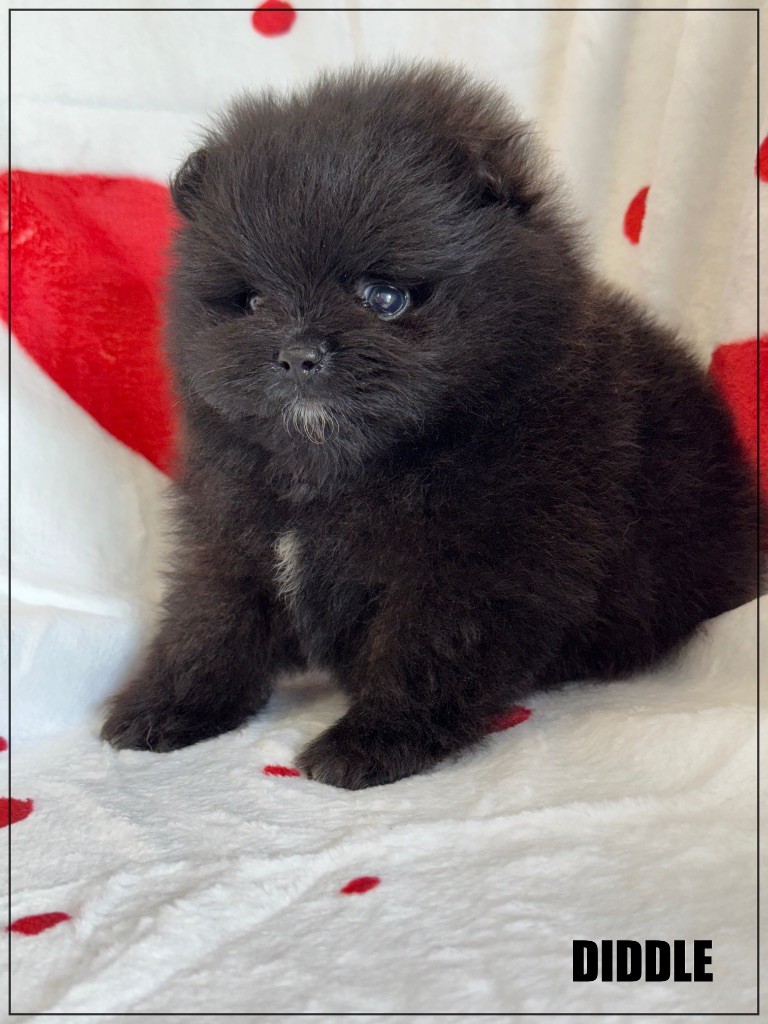 of Kieu Temple - Chiots disponibles - Spitz allemand