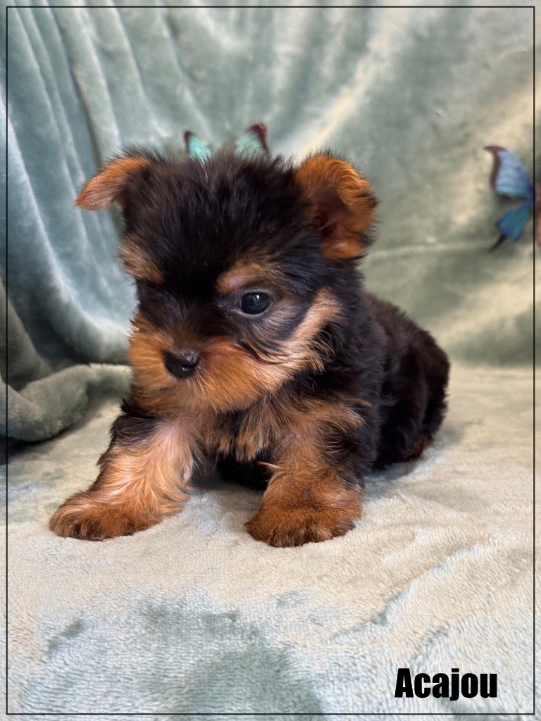 of Kieu Temple - Chiots disponibles - Yorkshire Terrier
