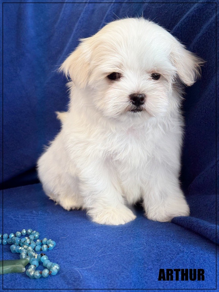 of Kieu Temple - Chiots disponibles - Bichon maltais