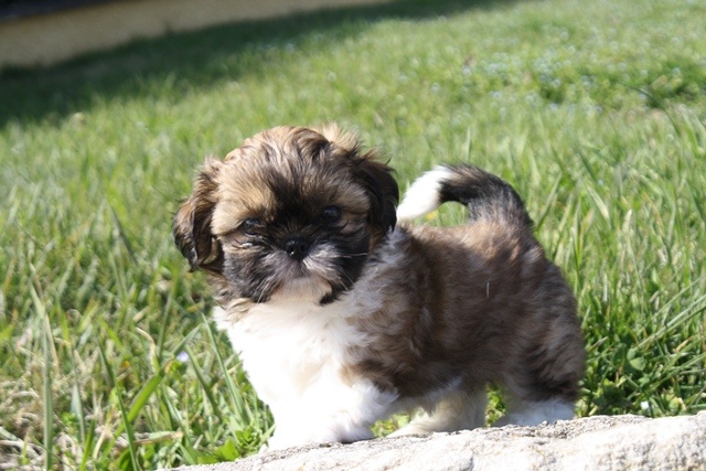 Chiot Shih Tzu of Kieu Temple