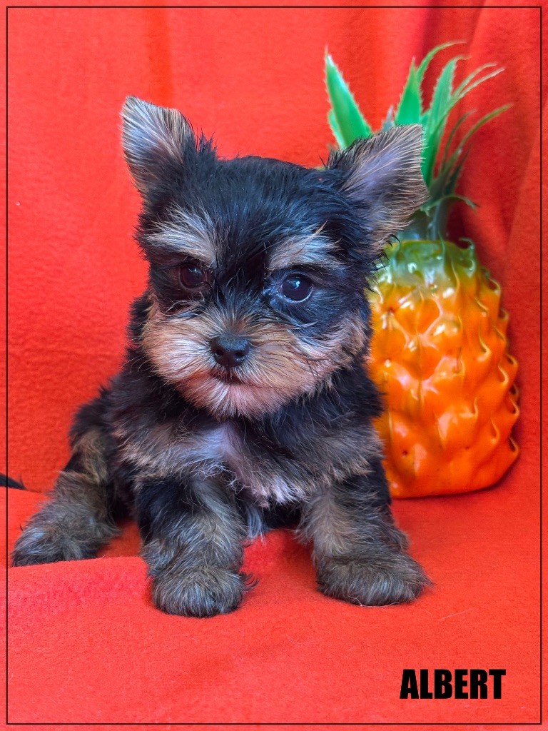 of Kieu Temple - Chiots disponibles - Yorkshire Terrier