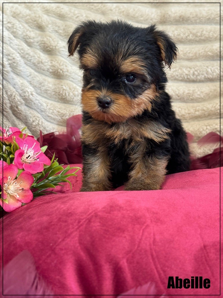 of Kieu Temple - Chiots disponibles - Yorkshire Terrier
