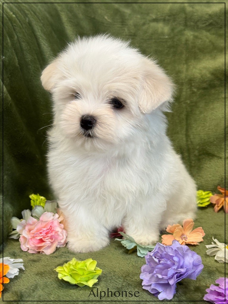 of Kieu Temple - Chiots disponibles - Bichon maltais