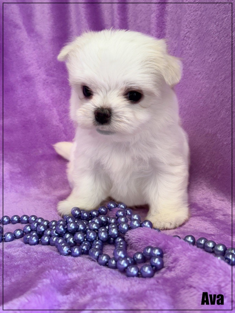 of Kieu Temple - Chiots disponibles - Bichon maltais