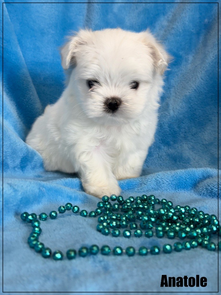 of Kieu Temple - Chiots disponibles - Bichon maltais