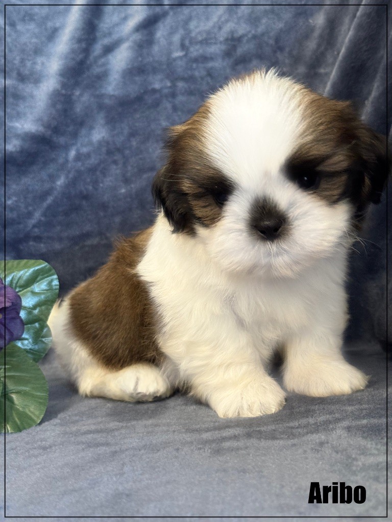 of Kieu Temple - Chiots disponibles - Shih Tzu