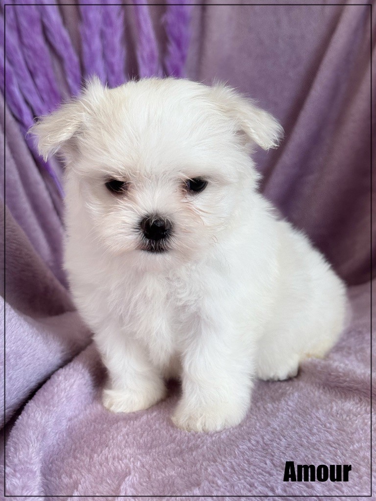 of Kieu Temple - Chiots disponibles - Bichon maltais