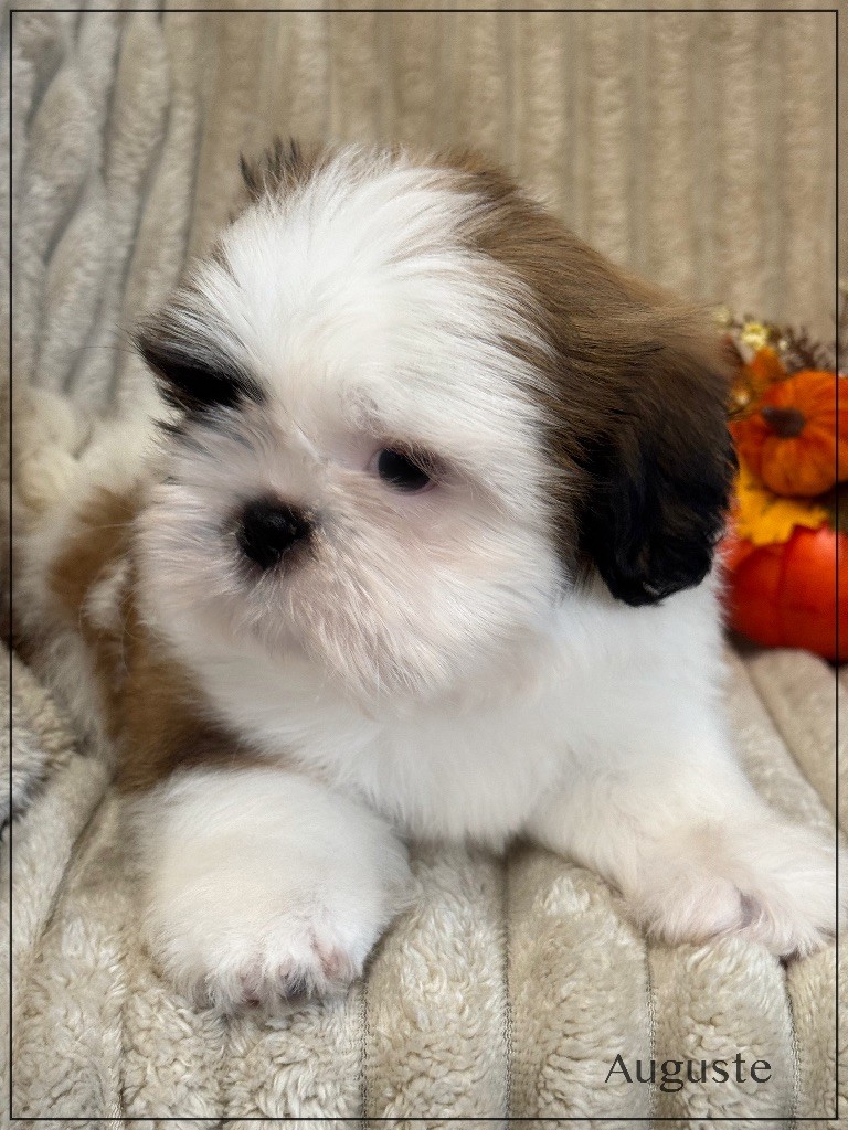 of Kieu Temple - Chiots disponibles - Shih Tzu