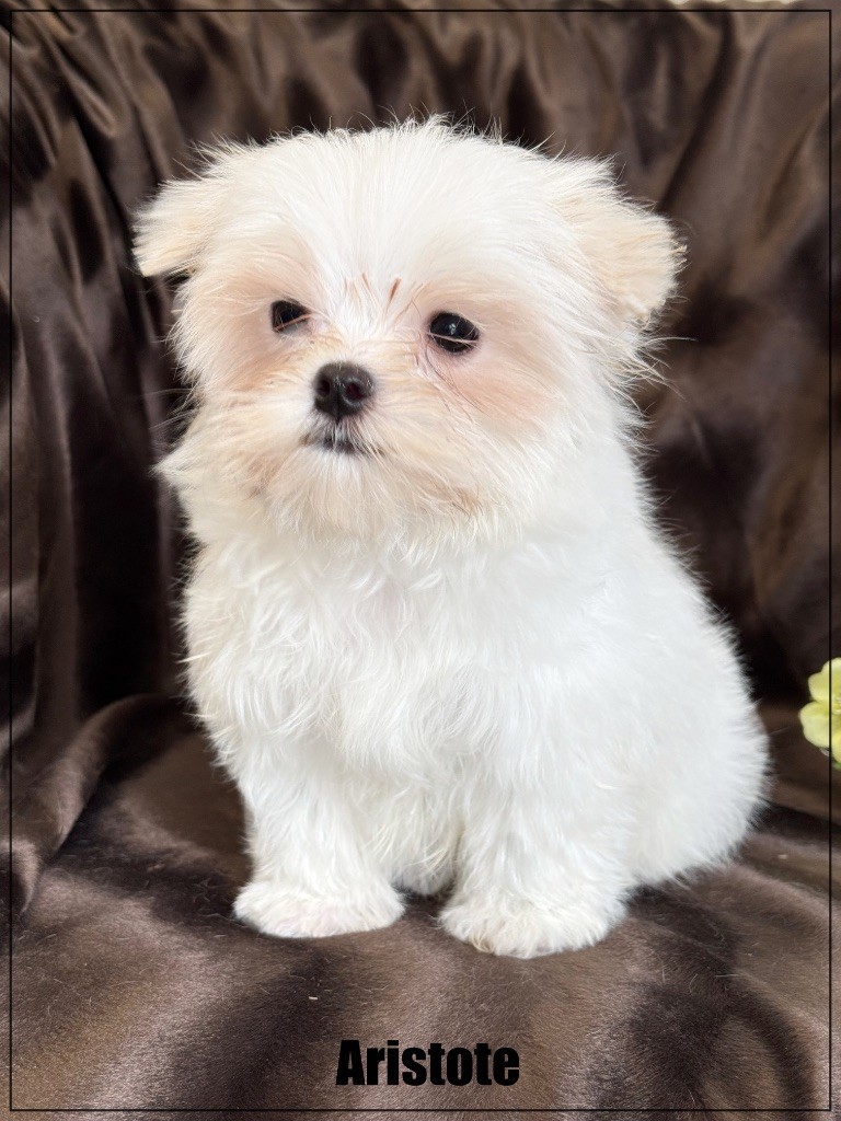 of Kieu Temple - Chiots disponibles - Bichon maltais