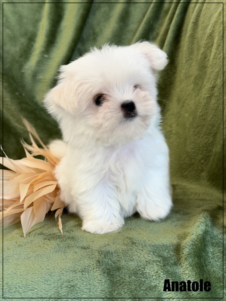 of Kieu Temple - Chiots disponibles - Bichon maltais