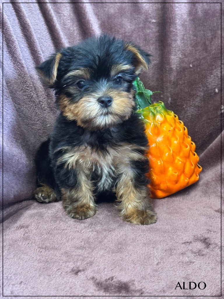 of Kieu Temple - Chiots disponibles - Yorkshire Terrier