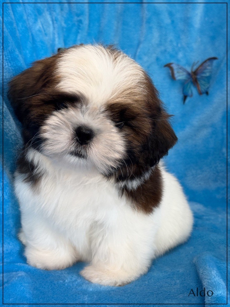 of Kieu Temple - Chiots disponibles - Shih Tzu