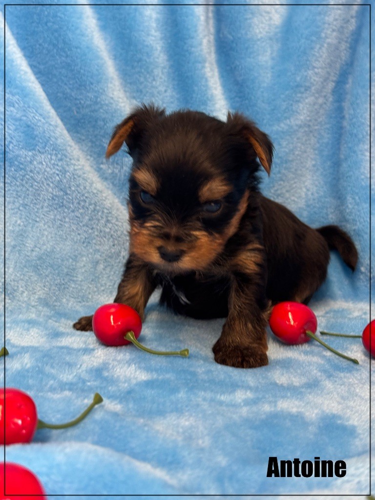 of Kieu Temple - Chiots disponibles - Yorkshire Terrier