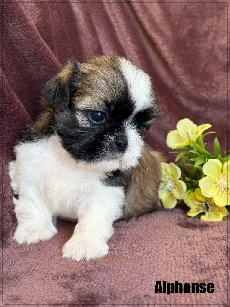 of Kieu Temple - Chiots disponibles - Shih Tzu