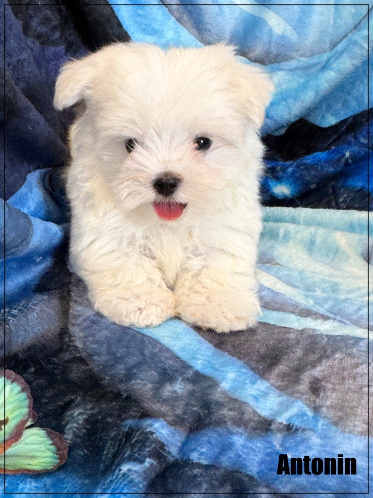 of Kieu Temple - Chiots disponibles - Bichon maltais